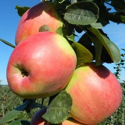 Яблоня БРЯНСКОЕ РОЗОВОЕ  Яблоня БРЯНСКОЕ РОЗОВОЕ в Курске