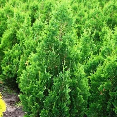 Туя СПИРАЛИС западная  Туя СПИРАЛИС западная в Курске