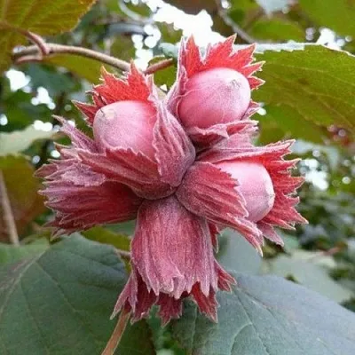 Фундук СКАРЛЕТТ  Фундук СКАРЛЕТТ в Курске