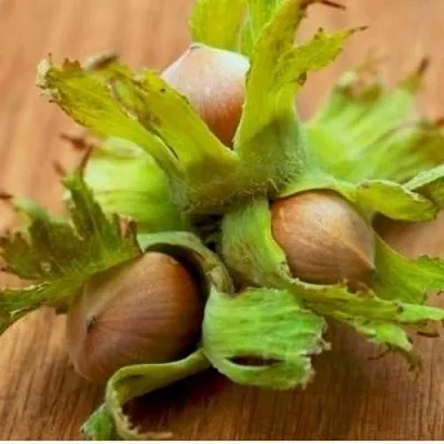 Фундук ГИГАНТ ТАМБОВСКИЙ  Фундук ГИГАНТ ТАМБОВСКИЙ в Курске