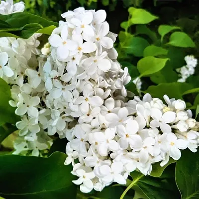 Сирень МАЛЕНЬКИЙ ПРИНЦ в Курске