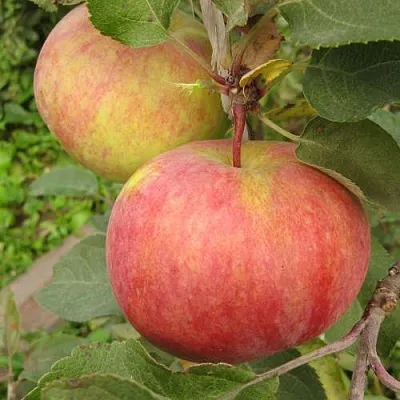 Яблоня ПЕРВОУРАЛЬСКОЕ  Яблоня ПЕРВОУРАЛЬСКОЕ в Курске