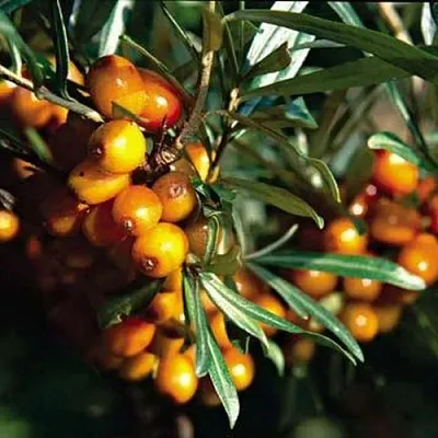 Облепиха ДАР КАЗАКОВУ  Облепиха ДАР КАЗАКОВУ в Курске