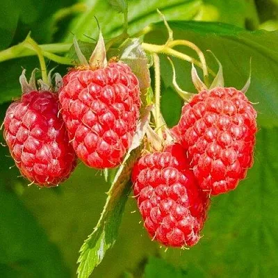 Малина ИЗОБИЛЬНАЯ  Малина ИЗОБИЛЬНАЯ в Курске