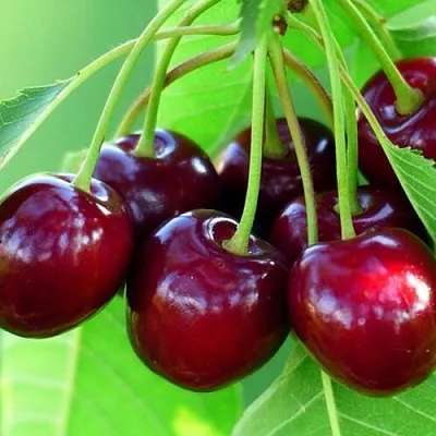 Вишня ВЯНОК  Вишня ВЯНОК в Курске