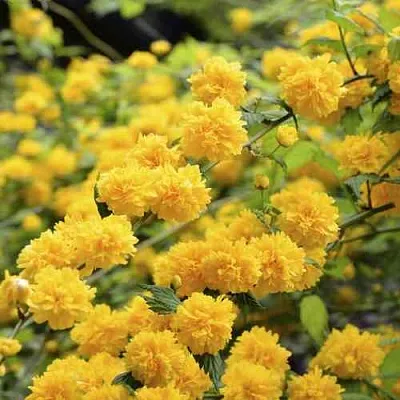 Керрия японская АУРЕОВАРИЕГАТТА в Курске