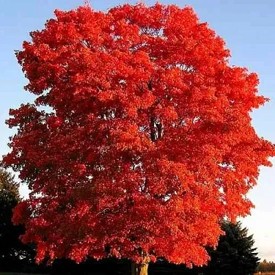 Дуб красный   Дуб красный  в Курске