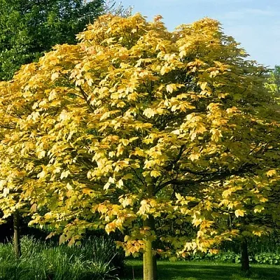 Клен ложноплатановый в Курске