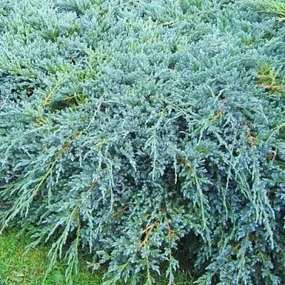 Можжевельник БЛЮ КАРПЕТ чешуйчатый  Можжевельник БЛЮ КАРПЕТ чешуйчатый в Курске