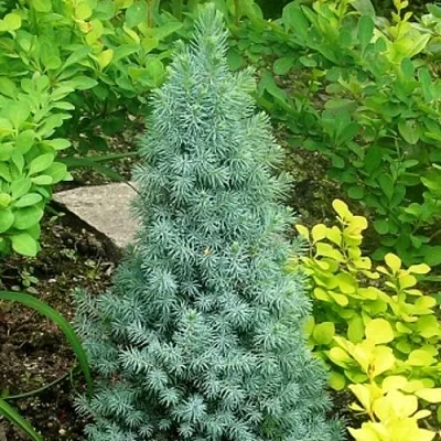 Ель КОНИКА сизая  Ель КОНИКА сизая в Курске