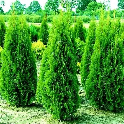 Туя ВИДМАНТ западная  Туя ВИДМАНТ западная в Курске