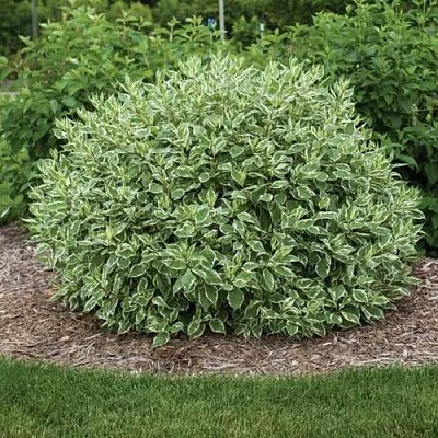 Дерен ЭЛЕГАНТИССИМА белый  Дерен ЭЛЕГАНТИССИМА белый в Курске