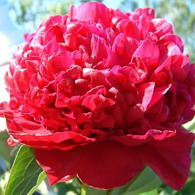 Пион ИНСПЕКТОР ЛАВЕРН травянистый  Пион ИНСПЕКТОР ЛАВЕРН травянистый в Курске