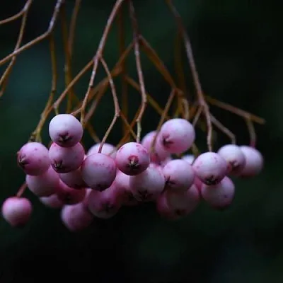 Рябина ПЕКИНСКАЯ сладкоплодная в Курске