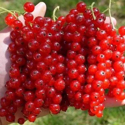 Смородина красная РЕД ПУЛ  Смородина красная РЕД ПУЛ в Курске