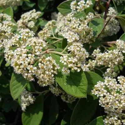 Кизильник пузырчатый  Кизильник пузырчатый в Курске