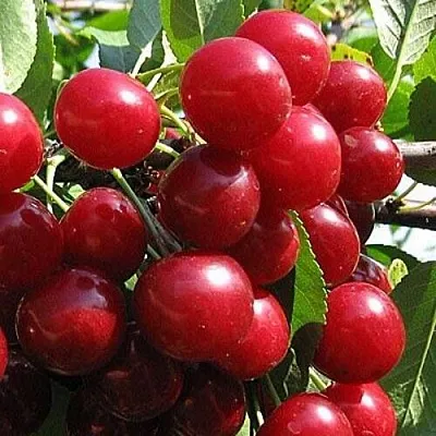 Вишня ГЛУБОКСКАЯ  Вишня ГЛУБОКСКАЯ в Курске