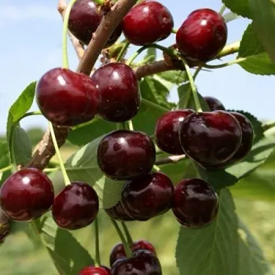 Вишня ГРИОТ БЕЛОРУССКИЙ  Вишня ГРИОТ БЕЛОРУССКИЙ в Курске