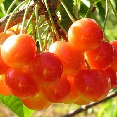 Черешня СОПЕРНИЦА  Черешня СОПЕРНИЦА в Курске