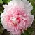 Пион БУКЕТ РОЗОВЫХ ГВОЗДИК древовидный в Курске