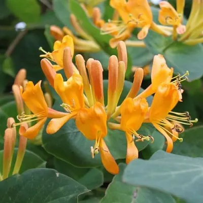 Жимолость ТЕЛЬМАНА в Курске