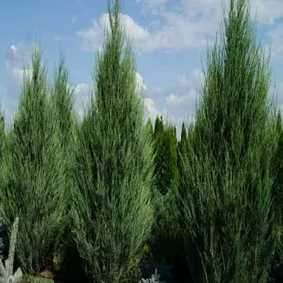 Можжевельник СКАЙРОКЕТ скальный  Можжевельник СКАЙРОКЕТ скальный в Курске