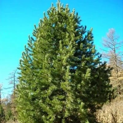 Сосна кедровая сибирская  Сосна кедровая сибирская в Курске