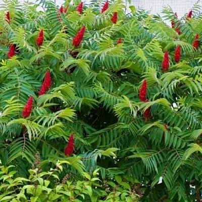 Сумах  Сумах в Курске