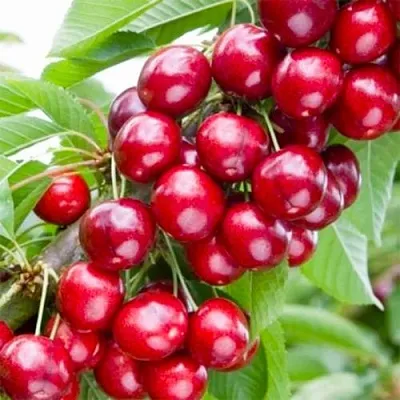 Вишня МАЛЮТКА колонновидная  Вишня МАЛЮТКА колонновидная в Курске