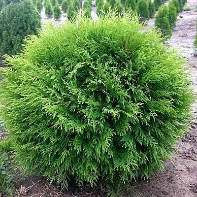 Туя ЛИТЛ ЧЕМПИОН западная  Туя ЛИТЛ ЧЕМПИОН западная в Курске