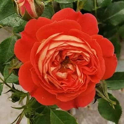 Саженцы роз СТАРЛЕТ РОУЗ КАРМЕН плетистая  Саженцы роз СТАРЛЕТ РОУЗ КАРМЕН плетистая в Курске