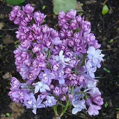 Сирень НАДЕЖДА  Сирень НАДЕЖДА в Курске