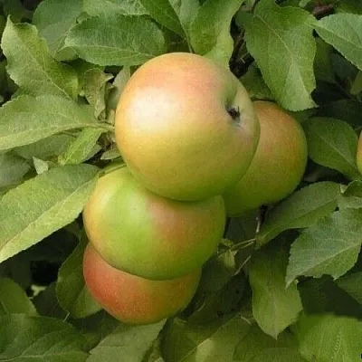 Яблоня ВЕРБНОЕ  Яблоня ВЕРБНОЕ в Курске