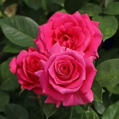 Саженцы роз ЛАВ ЛЕТТЕР флорибунда  Саженцы роз ЛАВ ЛЕТТЕР флорибунда в Курске