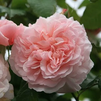 Саженцы роз РОЗ ДЕ ТОЛБИАК плетистая  Саженцы роз РОЗ ДЕ ТОЛБИАК плетистая в Курске