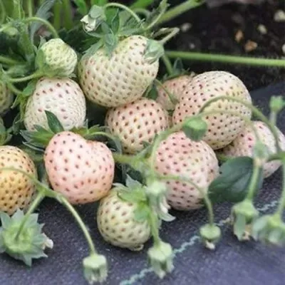 Клубника АНАНАСА ремонтантная в Курске