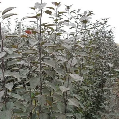 Подвой яблони 54-118  Подвой яблони 54-118 в Курске