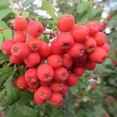 Рябина НЕВЕЖИНСКАЯ сладкоплодная в Курске