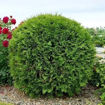 Туя ВУДВАРДИ западная  Туя ВУДВАРДИ западная в Курске