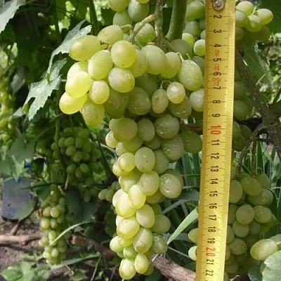 Виноград АНАНАСНЫЙ РАННИЙ  Виноград АНАНАСНЫЙ РАННИЙ в Курске