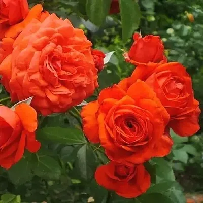 Саженцы роз МАЙНТАУЭР плетистая  Саженцы роз МАЙНТАУЭР плетистая в Курске