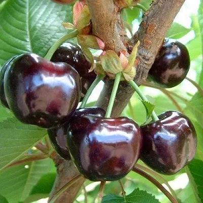 Черешня МУСКАТНАЯ  Черешня МУСКАТНАЯ в Курске