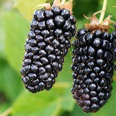 Ежевика КОЛАМБИЯ ГИГАНТ бесшипная  Ежевика КОЛАМБИЯ ГИГАНТ бесшипная в Курске