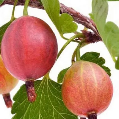 Крыжовник ЯРКИЙ  Крыжовник ЯРКИЙ в Курске