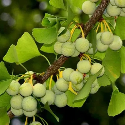 Гинкго билоба  Гинкго билоба в Курске