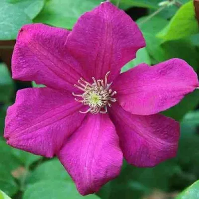 Клематис ЭРНЕСТ МАРКХАМ  Клематис ЭРНЕСТ МАРКХАМ в Курске