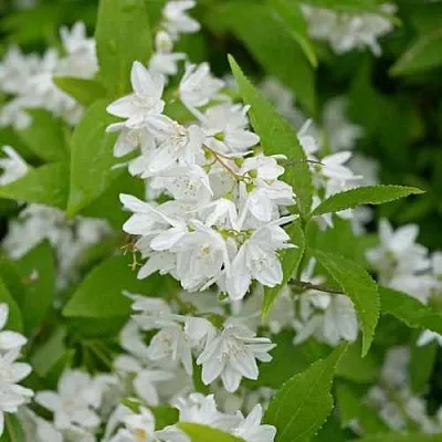 Дейция шершавая  Дейция шершавая в Курске