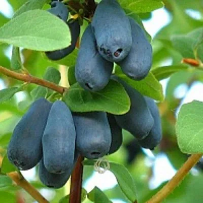 Жимолость съедобная ЮГАНА в Курске