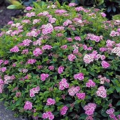 Спирея ЛИТЛ ПРИНЦЕСС японская  Спирея ЛИТЛ ПРИНЦЕСС японская в Курске