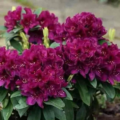 Рододендрон КАЛИ в Курске